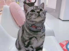 -糯米喵星人·撸猫猫舍咖啡馆(西市场嘉华店)