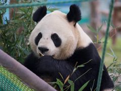 -上海野生动物园