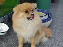 -老姐石板烧烤+铜炭火锅(总店)