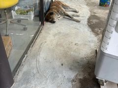 -马陆小张葡萄园农家乐