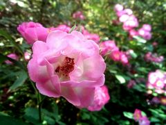 -紫竹院公园冰场
