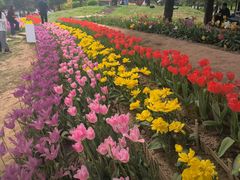 -洛阳郁金香牡丹园