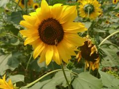 -北京东方普罗旺斯薰衣草庄园