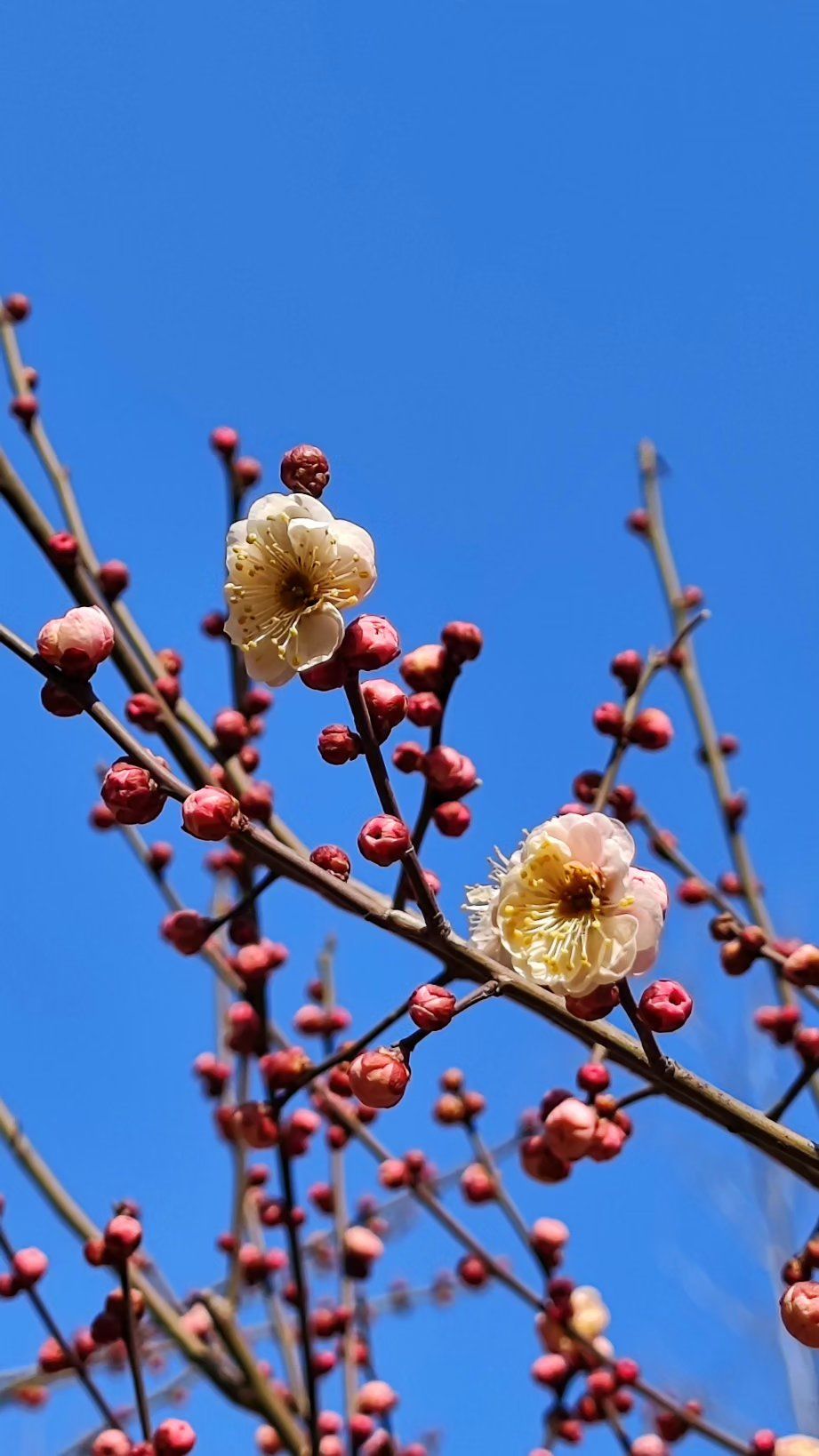 春天的气息,梅花初绽