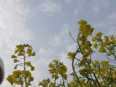 -三垟湿地