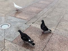 -泉城广场