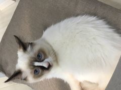 -喵的天空名猫咖啡馆·撸猫·猫舍·用品