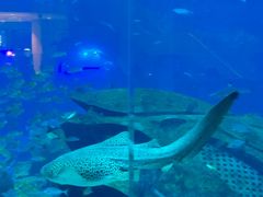 -亚特兰蒂斯•OSSIANO奥西亚诺海底餐厅