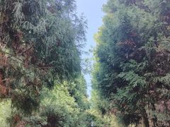 -武陵山森林公园