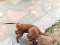 -波姐宠物家庭寄养
