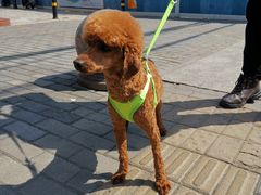 -爱侣宠医·鹦鹉专科·小型哺乳类·异宠专科(灵石路店)