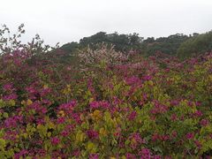 -金鸡山公园