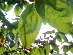 -樱桃山旅游景区