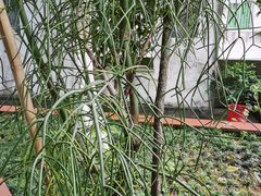 -广州神农草堂中医药博物馆