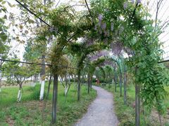 -上海长兴岛郊野公园