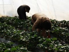 -小鱼草莓采摘园农家乐·小鱼餐厅