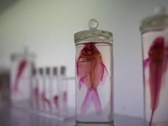 -大连圣亚海洋世界