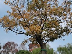 -西山漾湿地公园