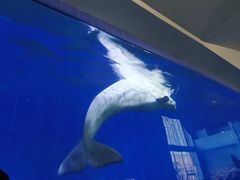 -泉城欧乐堡海洋极地世界