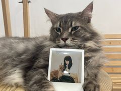 -楼上猫咖(罗湖店)