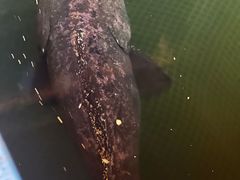 -蓝湾碧波·老字号·疍家非遗海上餐厅