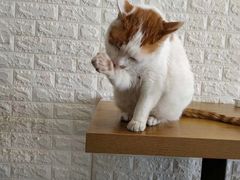 -平行世界·猫咖(首经贸店)