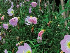 -贵阳市花溪国家城市湿地公园