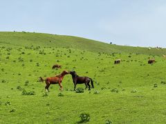 -新疆那拉提国家旅游度假区