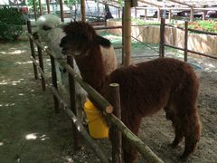 -万源龙顺度假庄园生态观光园