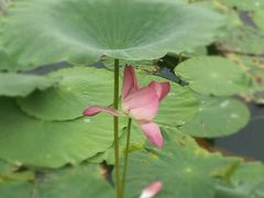 -艾溪湖湿地公园