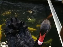 -湖鲜楼