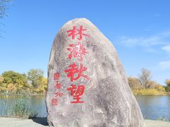 -金塔沙漠胡杨林景区