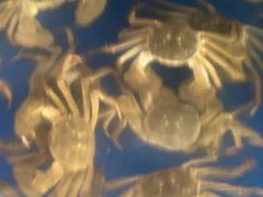 -阳澄湖大闸蟹·琼灵阁牌品牌连锁(吴中总店)