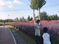 -羊亭河湿地公园