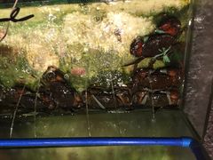 -Isla Sugbu Seafood City