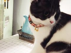 -海边的猫和咖啡馆