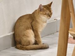 -楼上猫咖(罗湖店)