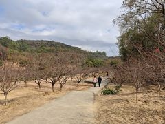 -南国桃园旅游度假区