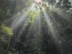 -西双版纳原始森林公园