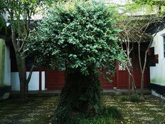 -上海醉白池公园