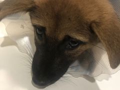 -荣耀金沙动物医院(清江西路店)