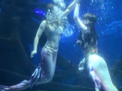-江和美海洋公园
