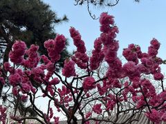 -香山公园
