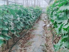 -庞各庄翠芳园西瓜蔬菜基地采摘园