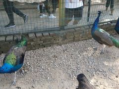 -武汉紫薇都市田园