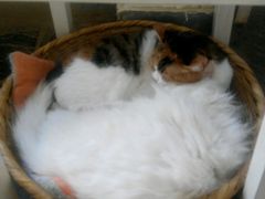 -Anne猫窝咖啡屋