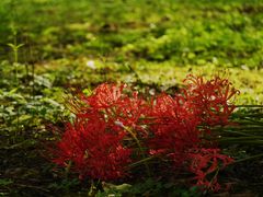 -杭州植物园
