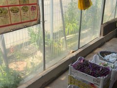 -马陆小张葡萄园农家乐