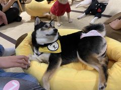 -逗柴咖啡屋·狗咖猫咖宠物桌游