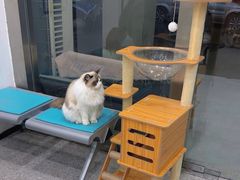-四月宠物医院·猫专科·心脏专科·内科(转塘店)
